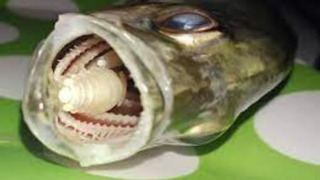 Parasit 'Zombie' Pemakan Lidah Ditemukan di Ikan Konsumsi Pasar Tradisional? Mei 2026, Kemenkes Keluarkan Peringatan Darurat